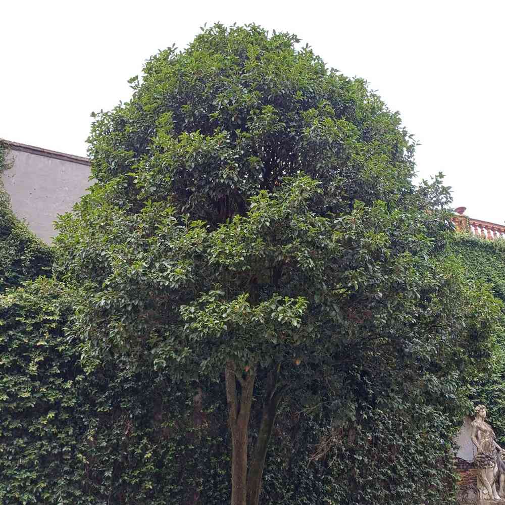 Османтус Osmanthus fragrans 'Rubra Aurantiacus' – вечнозелен храст с портокалови цветове и изключителен аромат