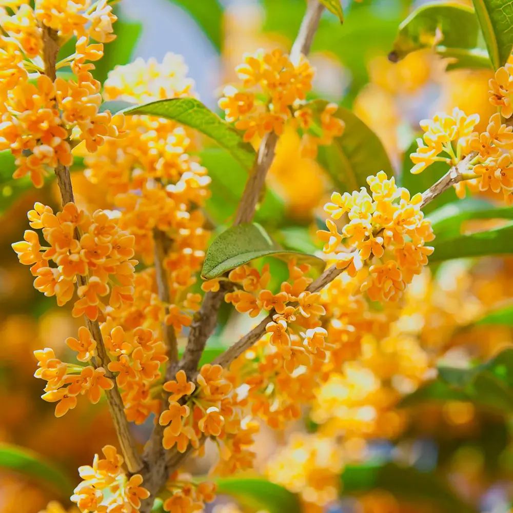 Османтус Osmanthus fragrans 'Rubra Aurantiacus' – вечнозелен храст с портокалови цветове и изключителен аромат