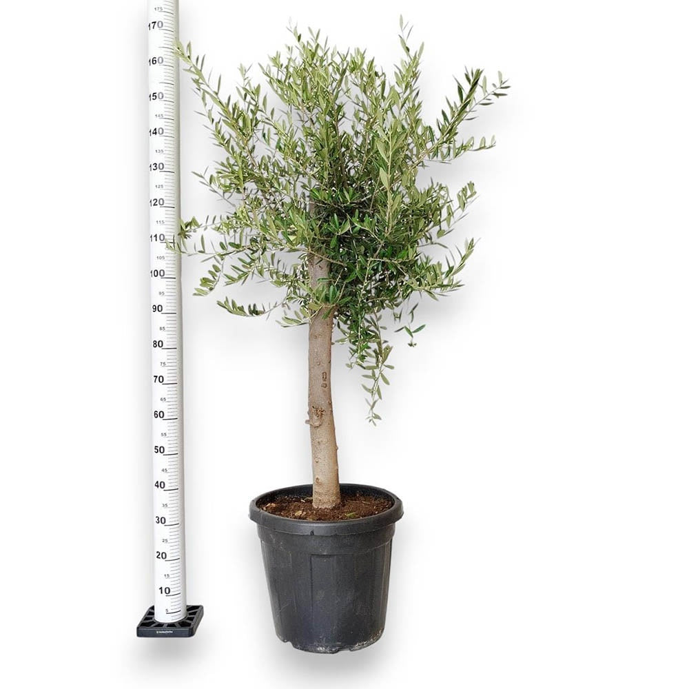 Европейска маслина Arbequina аклиматизирана, зимоустойчива, вечнозелена, плододаваща, лесна за отглеждане, средиземноморски ефект – 170 см