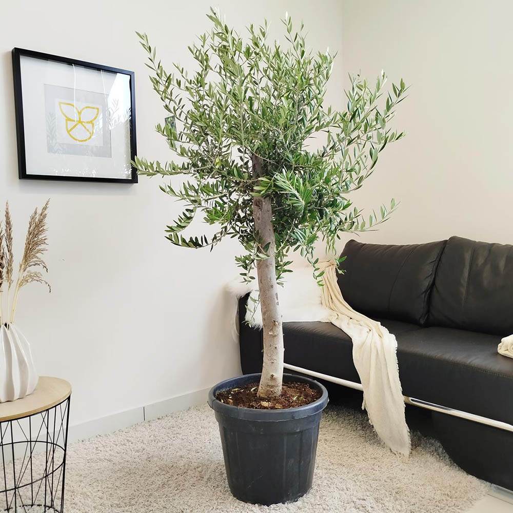 Европейска маслина Arbequina аклиматизирана, зимоустойчива, вечнозелена, плододаваща, лесна за отглеждане, средиземноморски ефект – 170 см