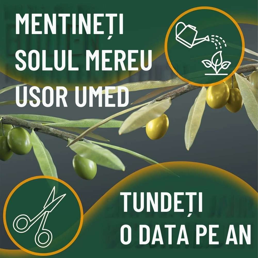 Maslin European Arbequina Aclimatizat, 100-110 cm, rezistent iarna, usor de ingrijit, vesnic verde, fructifer, efect mediteranean, Tulpina 60 cm