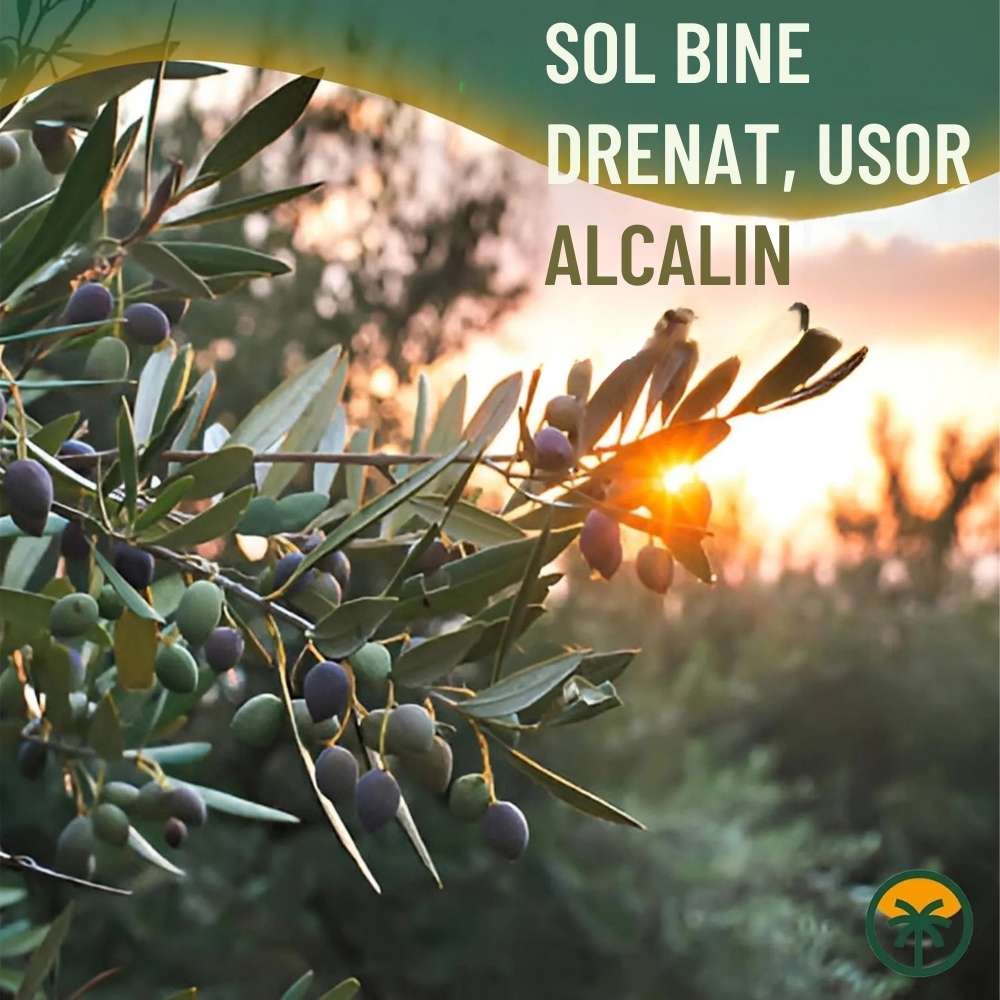Maslin European Arbequina Aclimatizat, 100-110 cm, rezistent iarna, usor de ingrijit, vesnic verde, fructifer, efect mediteranean, Tulpina 60 cm