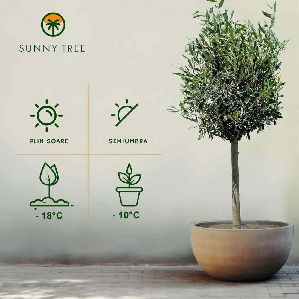 Maslin European Arbequina Aclimatizat, 100-110 cm, rezistent iarna, usor de ingrijit, vesnic verde, fructifer, efect mediteranean, Tulpina 60 cm