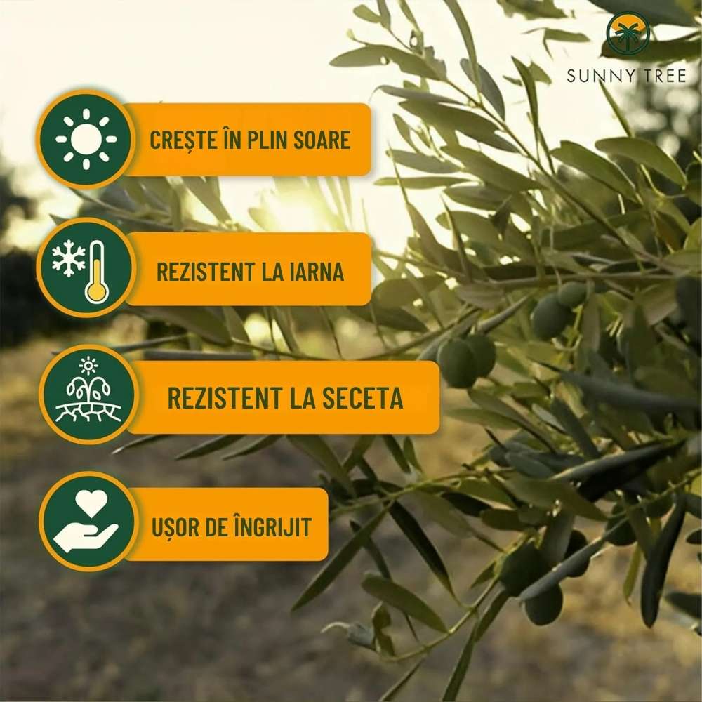 Maslin European Arbequina Aclimatizat, 100-110 cm, rezistent iarna, usor de ingrijit, vesnic verde, fructifer, efect mediteranean, Tulpina 60 cm