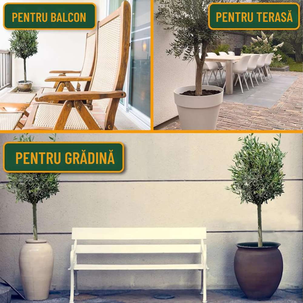 Maslin European Arbequina Aclimatizat, 100-110 cm, rezistent iarna, usor de ingrijit, vesnic verde, fructifer, efect mediteranean, Tulpina 60 cm