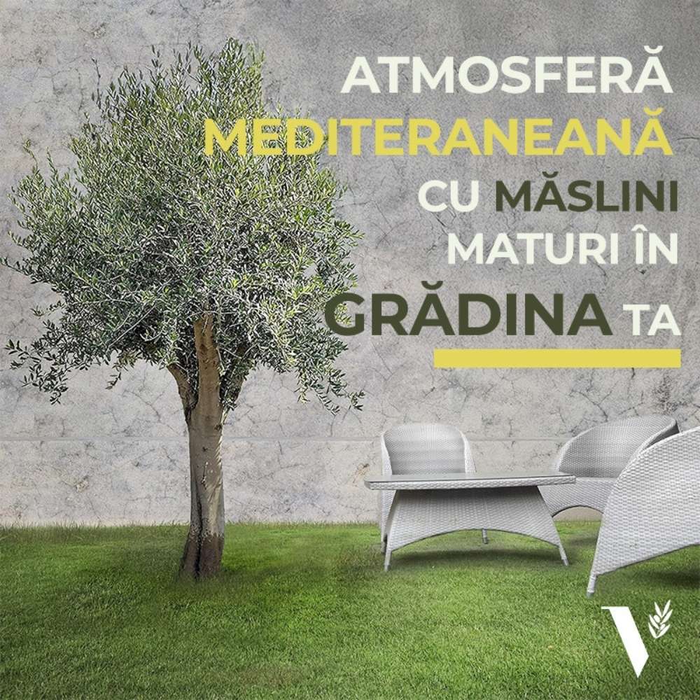 Европейска маслина Arbequina аклиматизирана, зимоустойчива, вечнозелена, плододаваща, лесна за отглеждане, средиземноморски ефект – 170 см