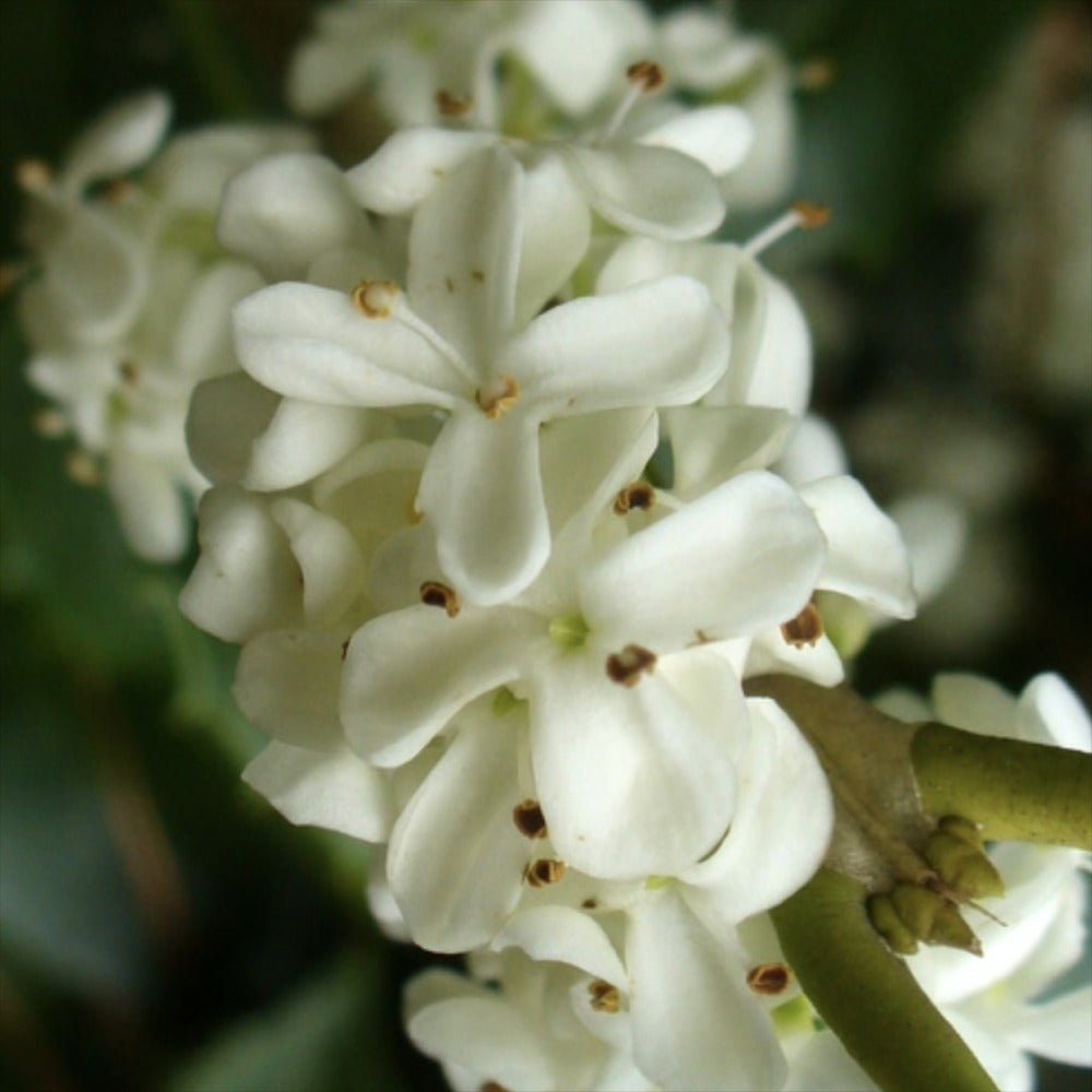 Ilex Fals Japonez Osmanthus heterophyllus Tricolor Goshiki, arbust vesnic verde, frunzis tricolor decorativ, floru cu parfum dulce intens, usor de intretinut