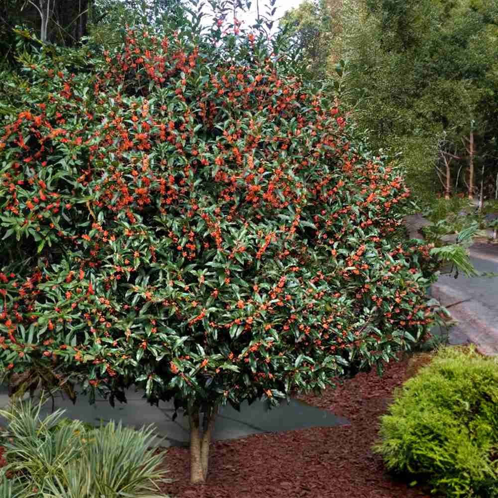 Османтус Osmanthus fragrans 'Rubra Aurantiacus' – вечнозелен храст с портокалови цветове и изключителен аромат