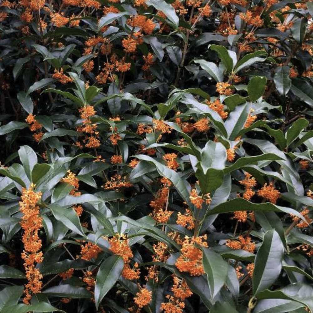 Османтус Osmanthus fragrans 'Rubra Aurantiacus' – вечнозелен храст с портокалови цветове и изключителен аромат