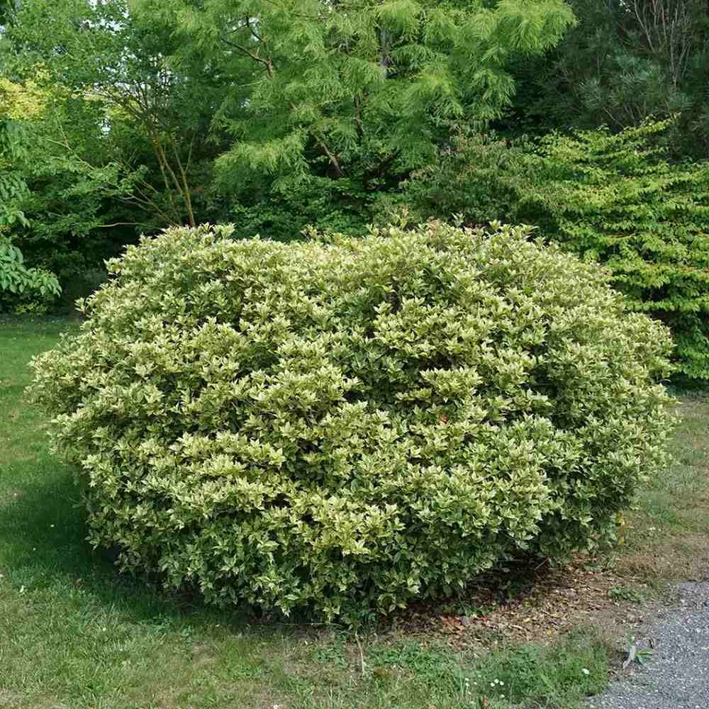 Ilex Fals Japonez Osmanthus heterophyllus Tricolor Goshiki, arbust vesnic verde, frunzis tricolor decorativ, floru cu parfum dulce intens, usor de intretinut