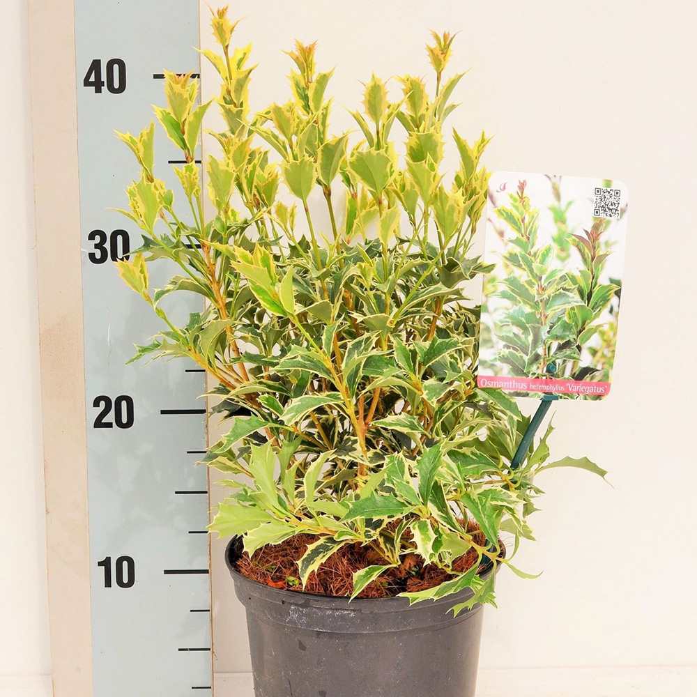 Ilex Fals japonez auriu Osmanthus heterophyllus, arbust vesnic verde cu frunze lucioase variegate auriu-verde si flori albe foarte parfumate de toamna