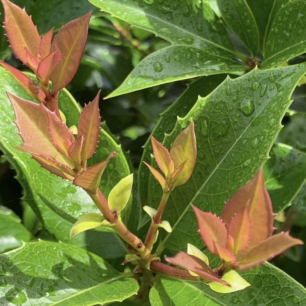 Ilex Fals Japonez Osmanthus Fragrans, arbust vesnic verde cu flori albe parfumate si frunzis lucios, usor de intretinut