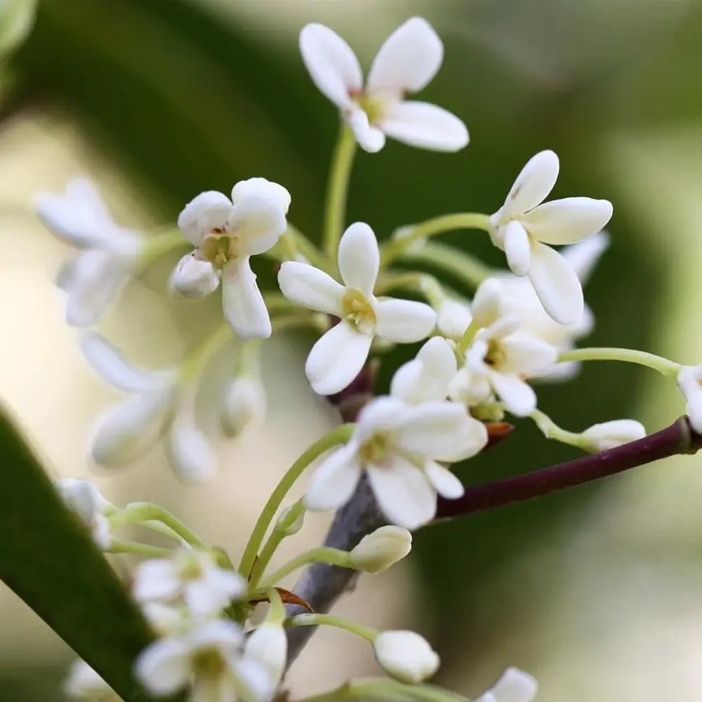 Ilex Fals Japonez Osmanthus Fragrans, arbust vesnic verde cu flori albe parfumate si frunzis lucios, usor de intretinut
