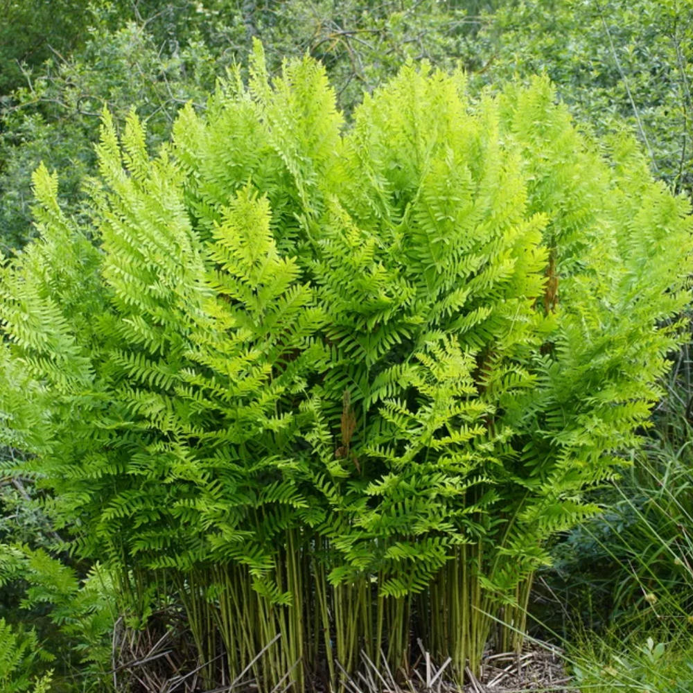 Царска папрат (Osmunda regalis) – величествена многогодишна папрат за влажни места