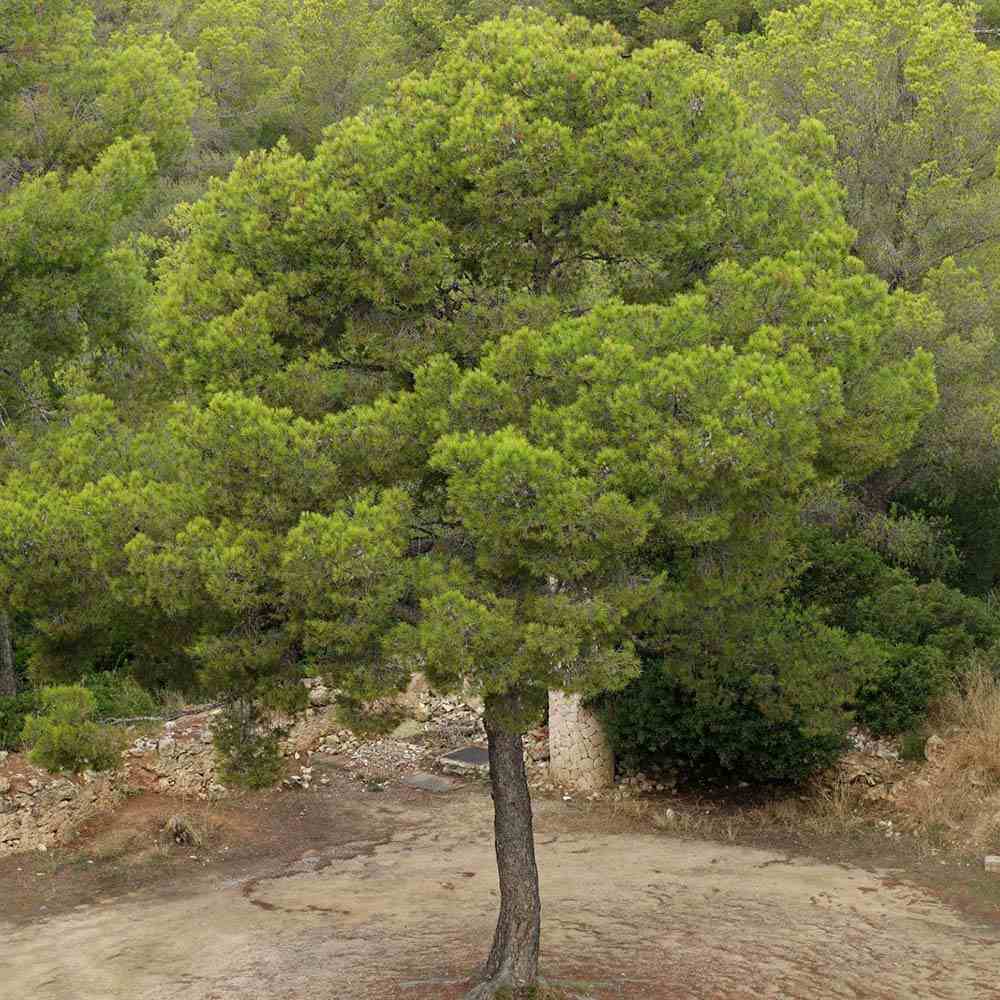 Pin de Alep (Pin Halepensis), conifer mediteranean vesnic verde, rapid, rezistent seceta