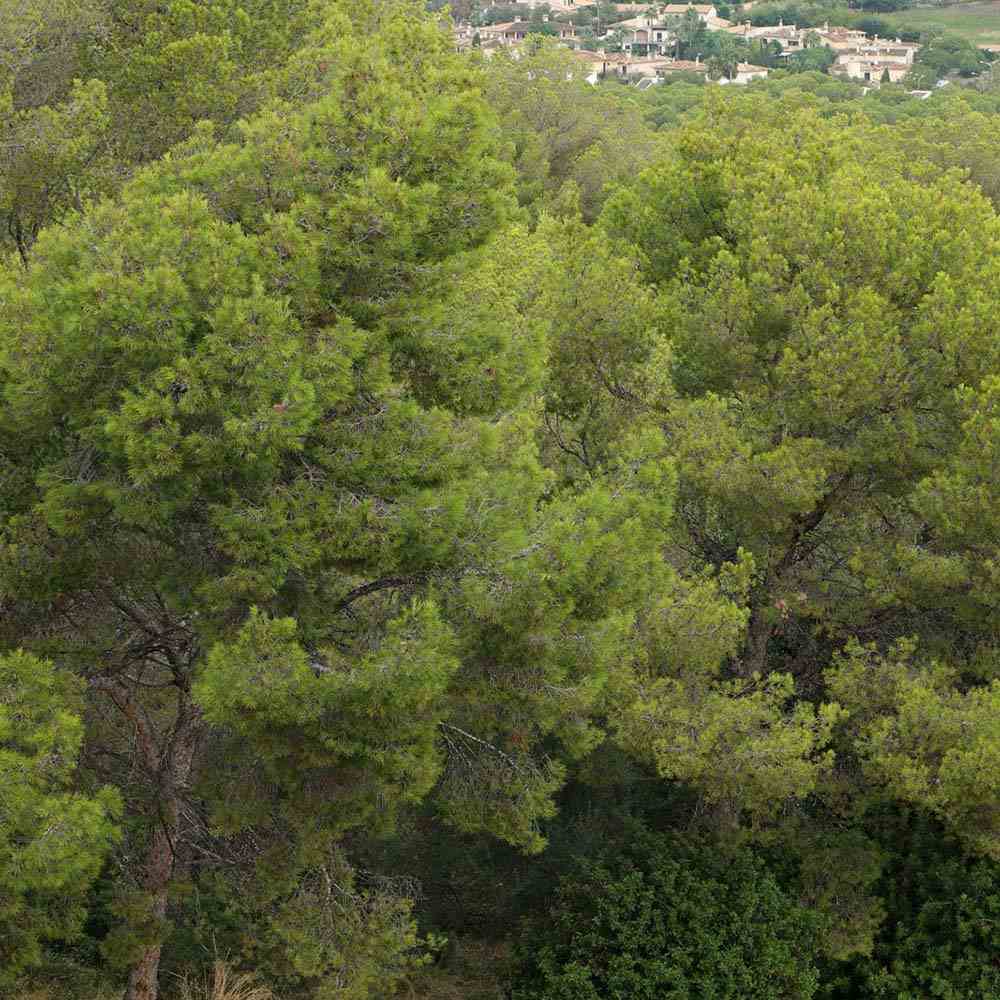 Pin de Alep (Pin Halepensis), conifer mediteranean vesnic verde, rapid, rezistent seceta