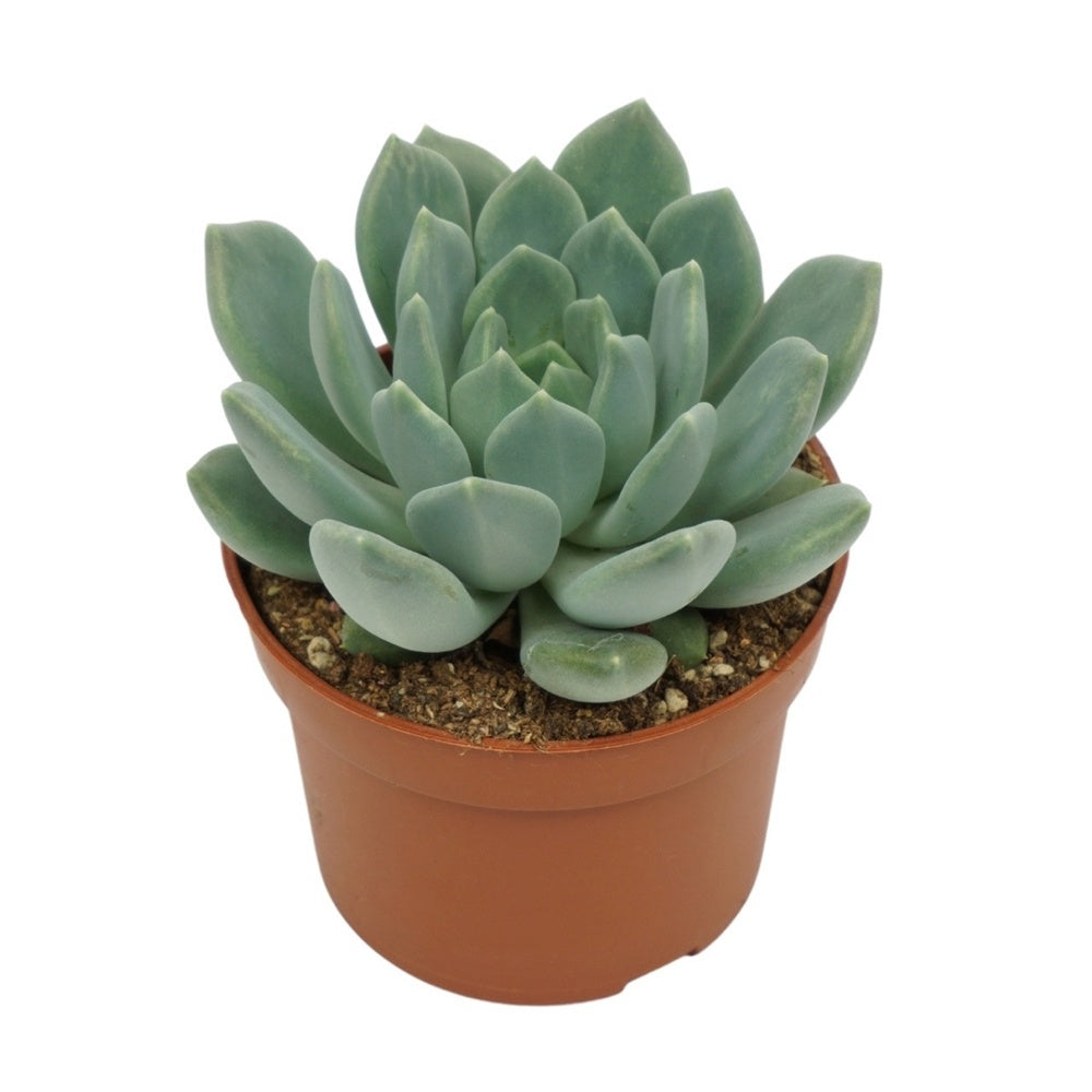 Suculenta (Pachyphytum) Corvus, suculenta gri-verde perlat, decor interior, usor de ingrijit