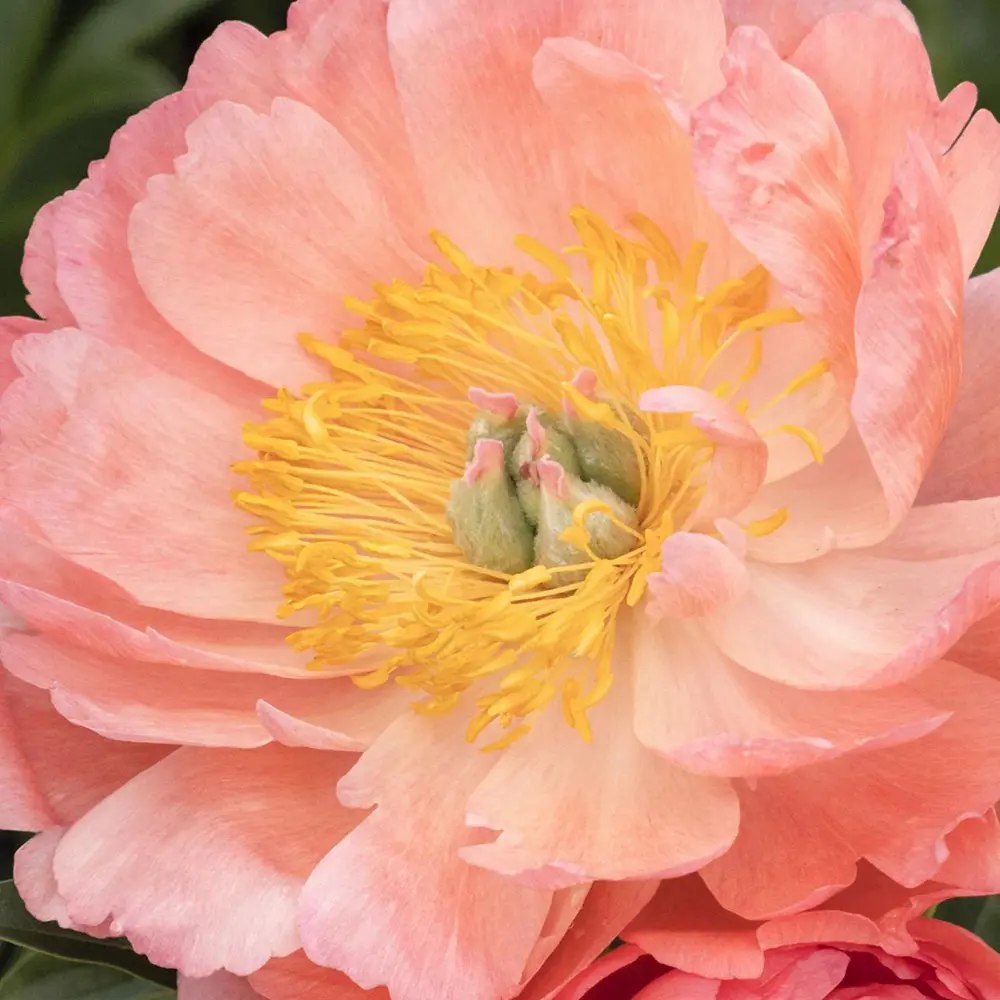 Божур дървовиден Hawaiian Coral, с коралово-розови ароматни цветове, студоустойчив