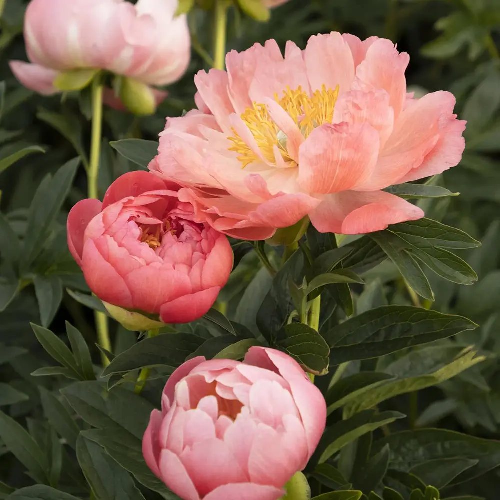 Божур дървовиден Hawaiian Coral, с коралово-розови ароматни цветове, студоустойчив