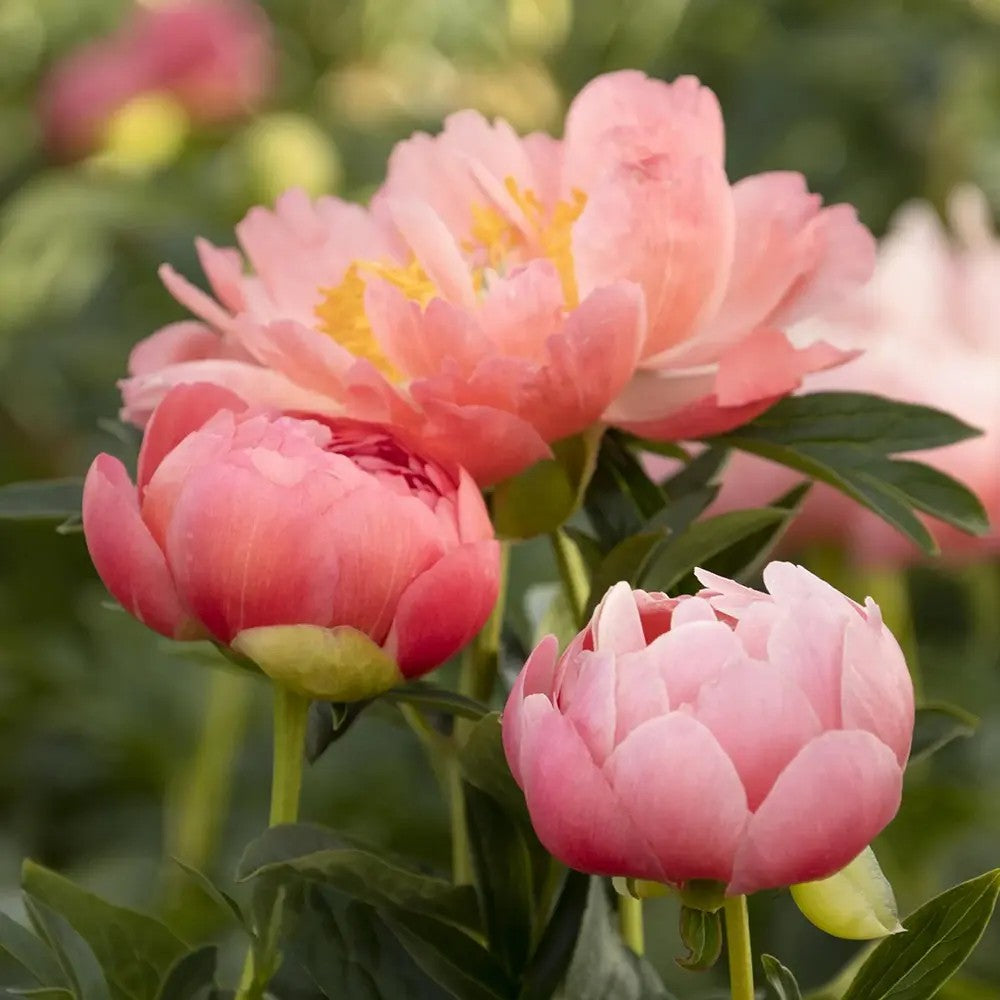 Божур дървовиден Hawaiian Coral, с коралово-розови ароматни цветове, студоустойчив