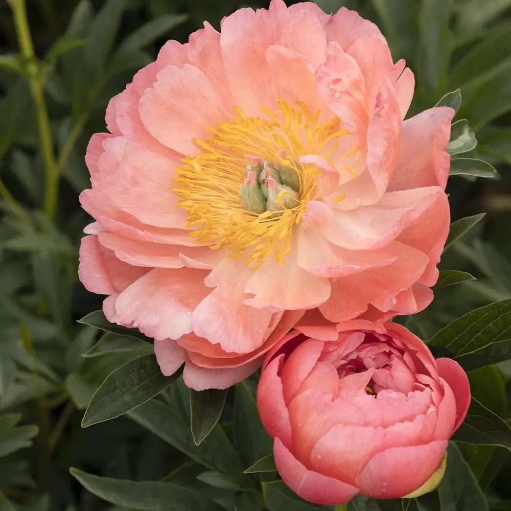 Божур дървовиден Hawaiian Coral, с коралово-розови ароматни цветове, студоустойчив