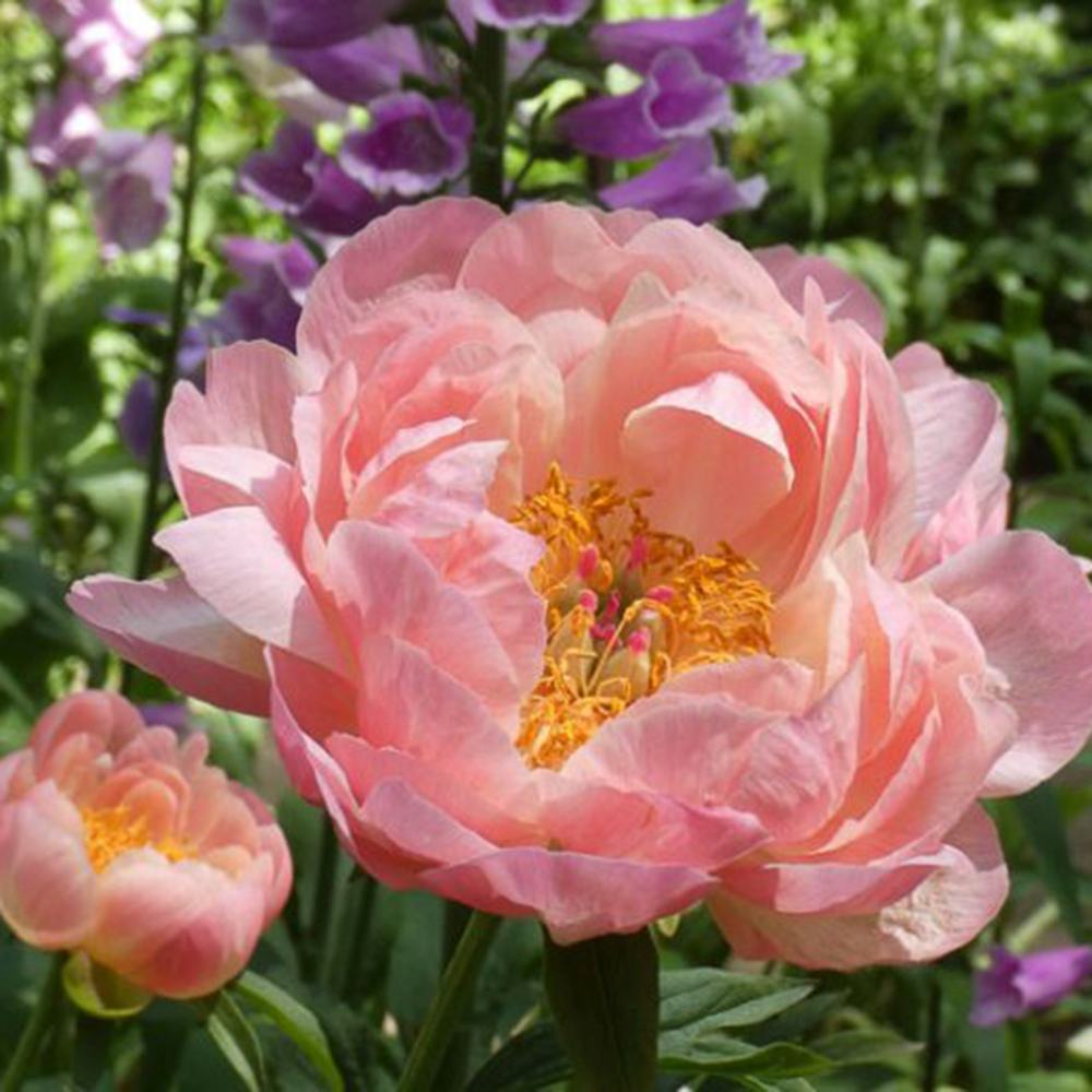 Божур дървовиден Hawaiian Coral, с коралово-розови ароматни цветове, студоустойчив