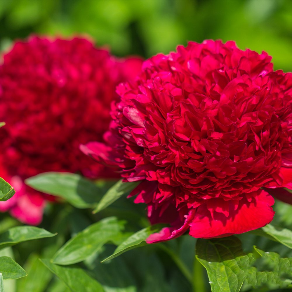 Божур дървовиден Red Charm, с тъмночервени ароматни цветове, студоустойчив