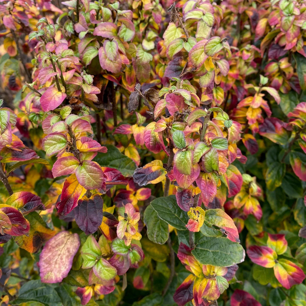 Желязно дърво 'Persian Spire' (Parrotia persica), есенна окраска