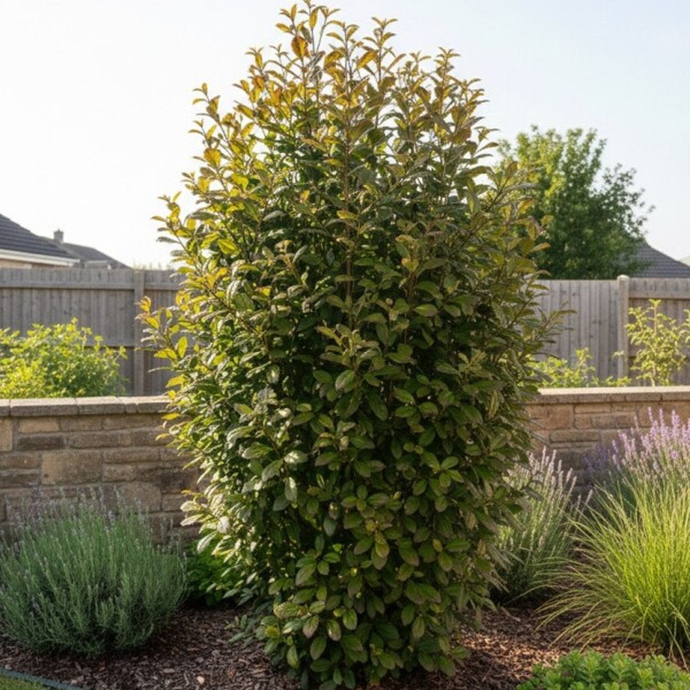 Желязно дърво 'Persian Spire' (Parrotia persica), есенна окраска