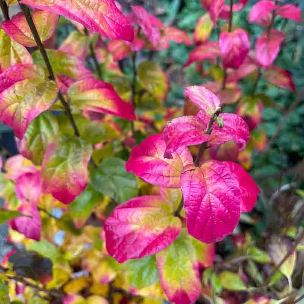 Желязно дърво 'Persian Spire' (Parrotia persica), есенна окраска