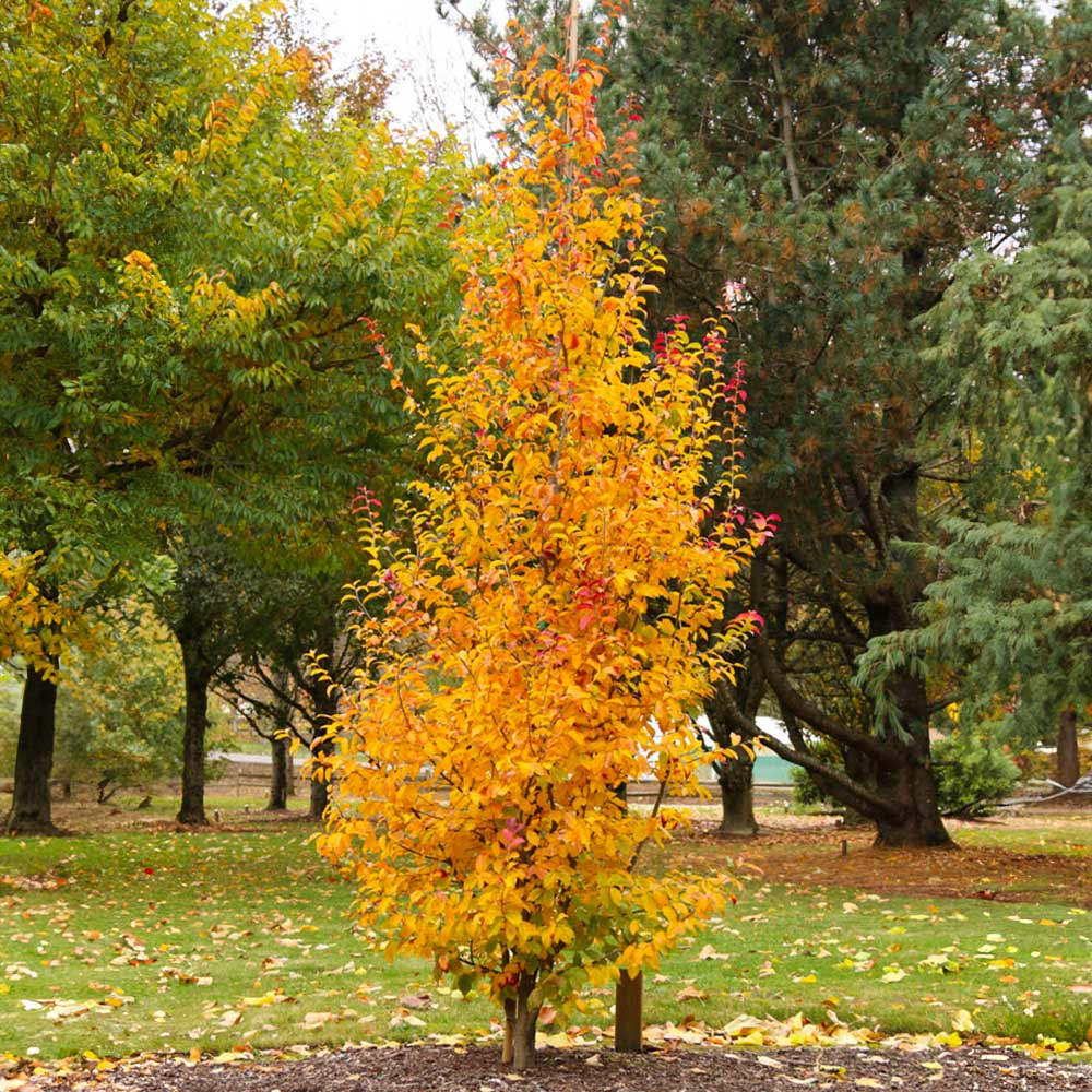 Желязно дърво 'Persian Spire' (Parrotia persica), есенна окраска