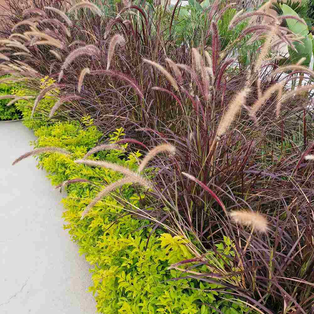 Декоративна трева червена Pennisetum Rubrum, пурпурночервена листна маса, декоративни класове, елегантен храст за градини и саксии