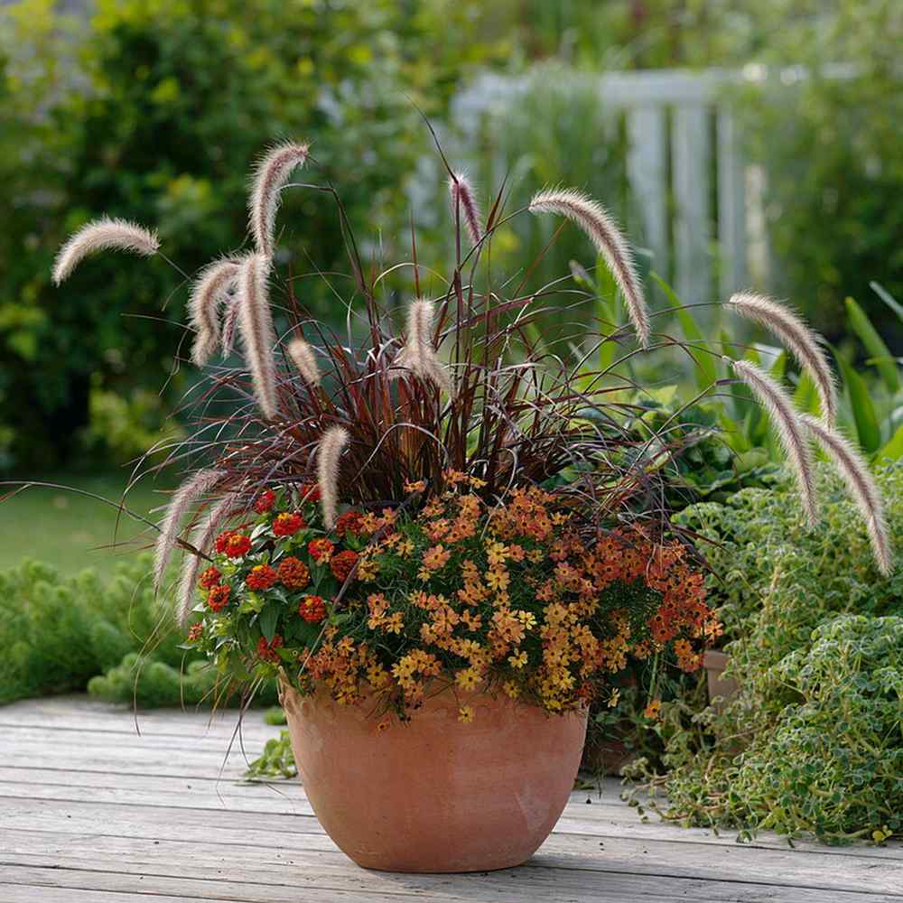 Декоративна трева червена Pennisetum Rubrum, пурпурночервена листна маса, декоративни класове, елегантен храст за градини и саксии