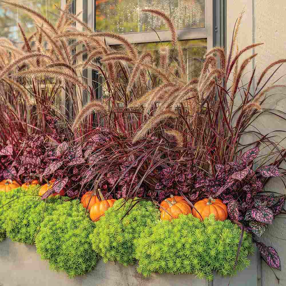 Iarba Ornamentala rosu Pennisetum Rubrum, frunzis rosu-purpuriu, spice decorative, tufis elegant pentru gradini si ghivece