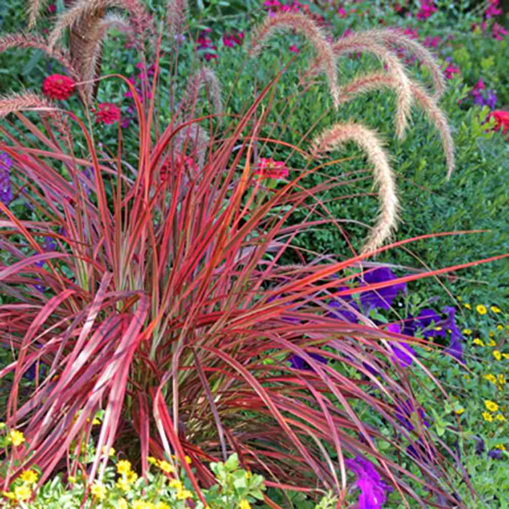 Iarba rosie Chinezeasca Pennisetum Fireworks, frunzis rosu-purpuriucu dungi crem, spice decorative, roz-purpurii, crestere rapida