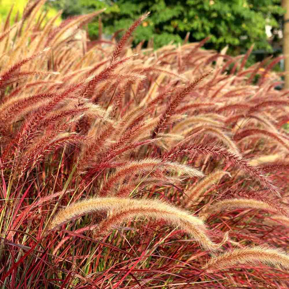 Iarba rosie Chinezeasca Pennisetum Fireworks, frunzis rosu-purpuriucu dungi crem, spice decorative, roz-purpurii, crestere rapida