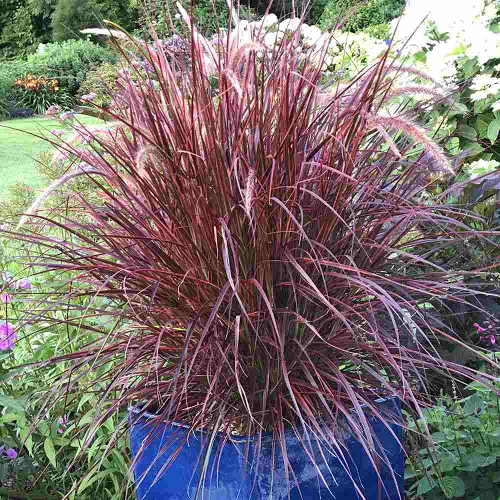 Iarba rosie Chinezeasca Pennisetum Fireworks, frunzis rosu-purpuriucu dungi crem, spice decorative, roz-purpurii, crestere rapida