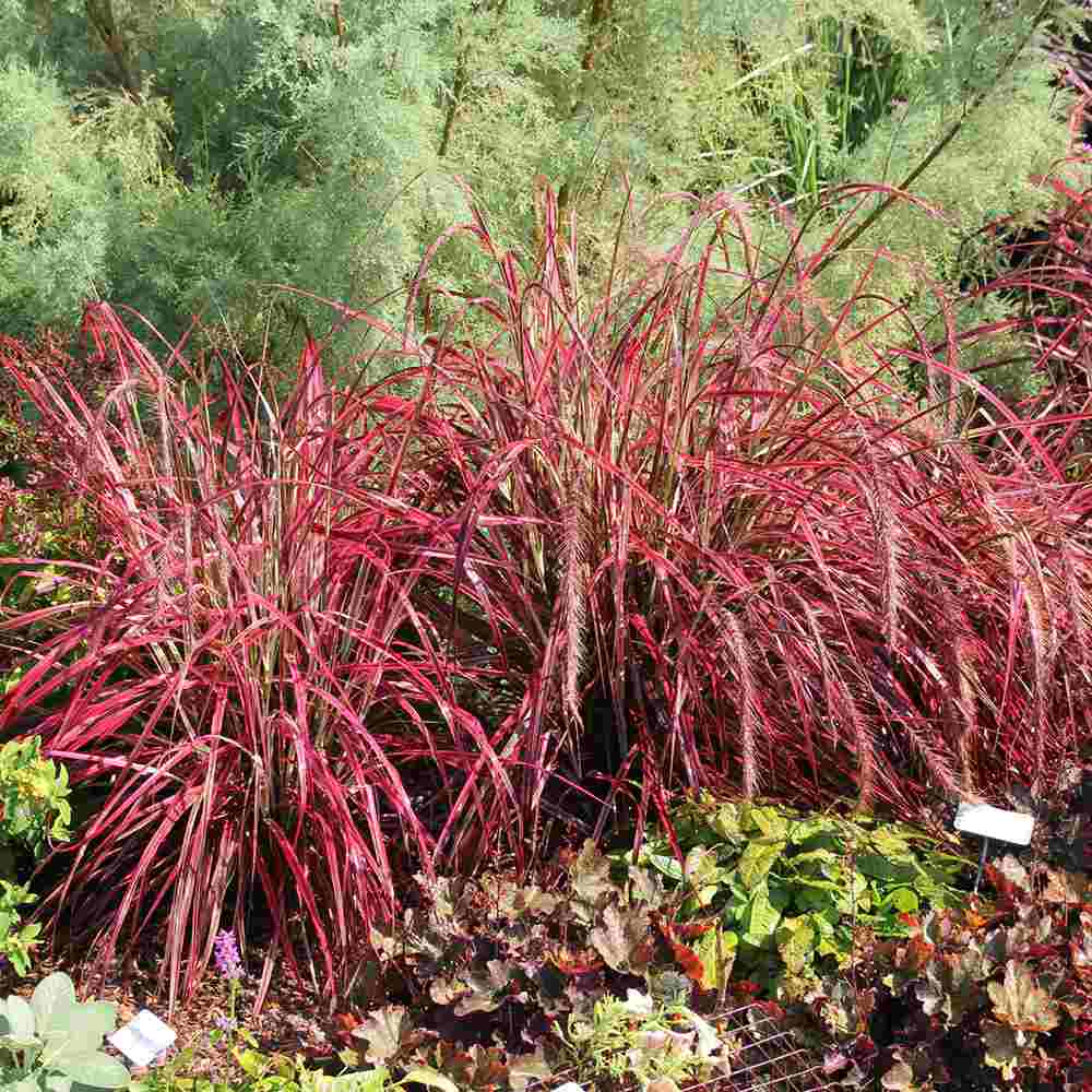 Iarba rosie Chinezeasca Pennisetum Fireworks, frunzis rosu-purpuriucu dungi crem, spice decorative, roz-purpurii, crestere rapida