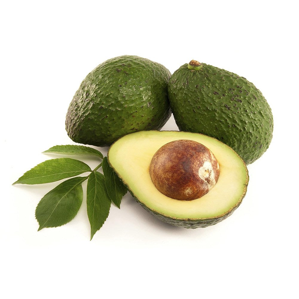 Авокадо дърво (Mangifera indica), в саксия, екзотично растение с ароматни плодове