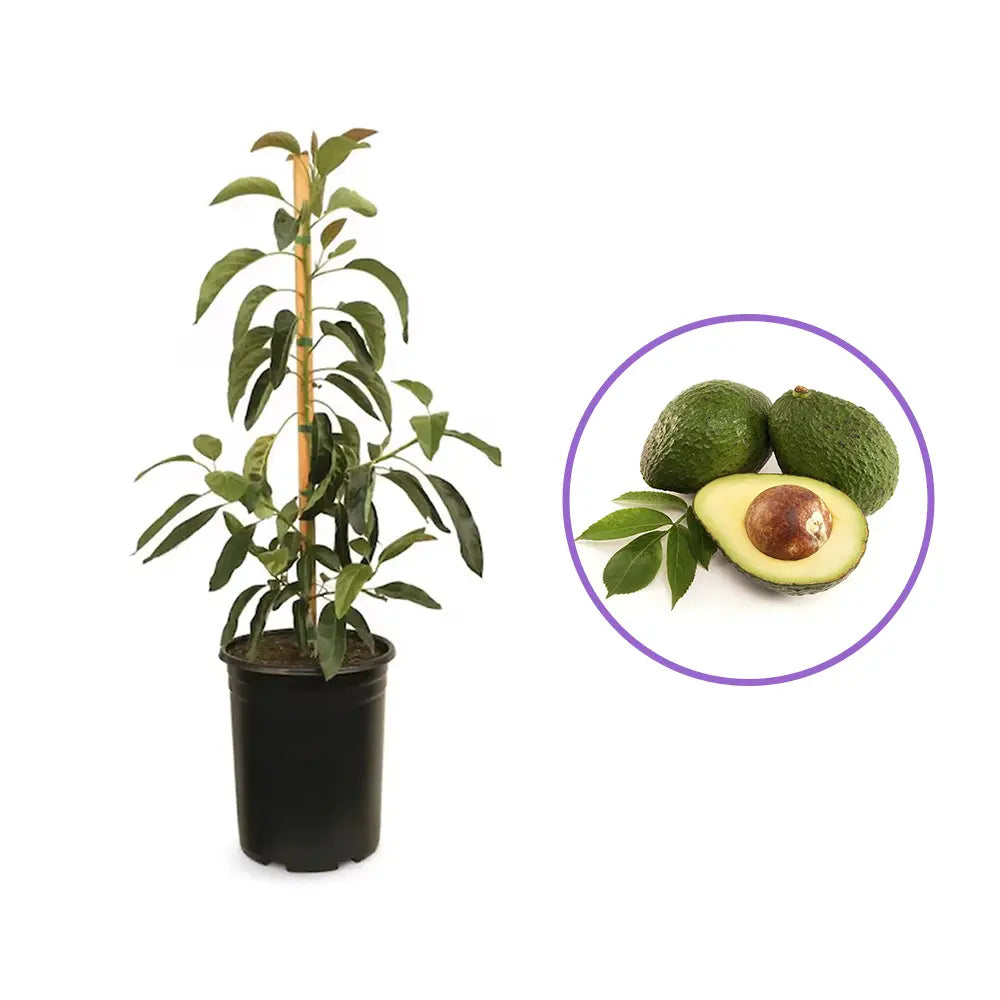 Авокадо дърво (Mangifera indica), в саксия, екзотично растение с ароматни плодове