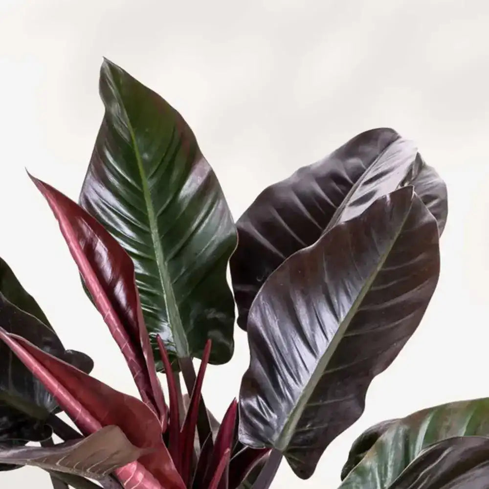 Филодендрон Imperial Red, 60 см – екзотично стайно растение с едри лъскави листа