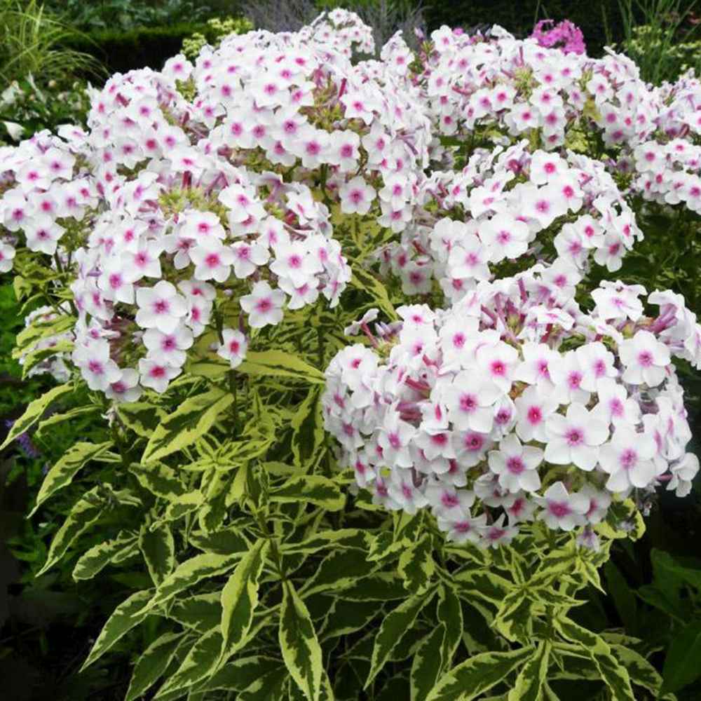 Флокс Phlox paniculata 'Crème de Menthe' – бяло-розови ароматни цветове и пъстри листа