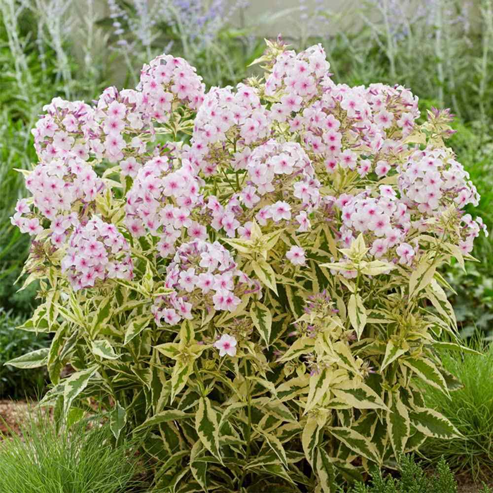 Флокс Phlox paniculata 'Crème de Menthe' – бяло-розови ароматни цветове и пъстри листа