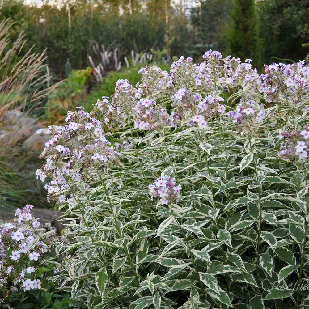 Флокс Phlox paniculata 'Crème de Menthe' – бяло-розови ароматни цветове и пъстри листа