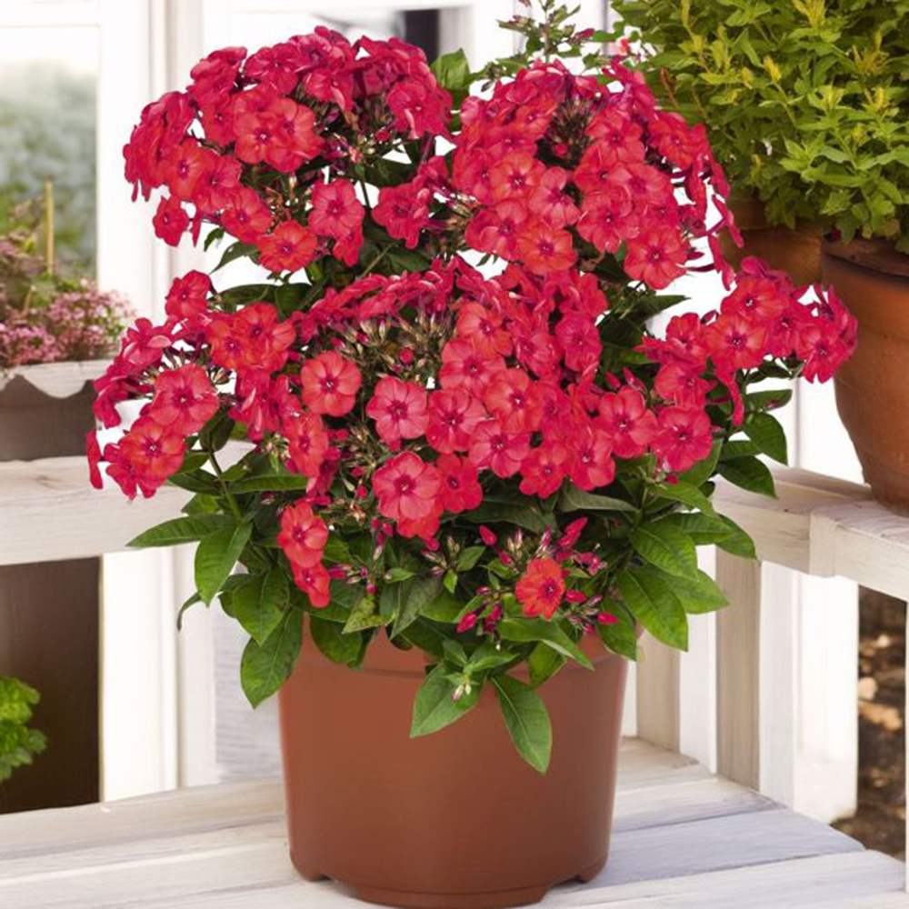 Флокс Phlox paniculata 'Flame Watermelon' – ароматни магента-розови цветове, студоустойчив