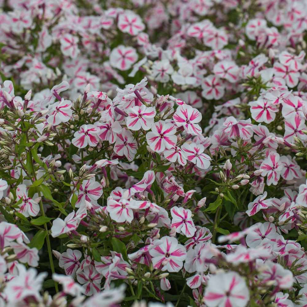 Флокс Phlox paniculata 'Twister' – двуцветни розово-бели ароматни цветя, многогодишно
