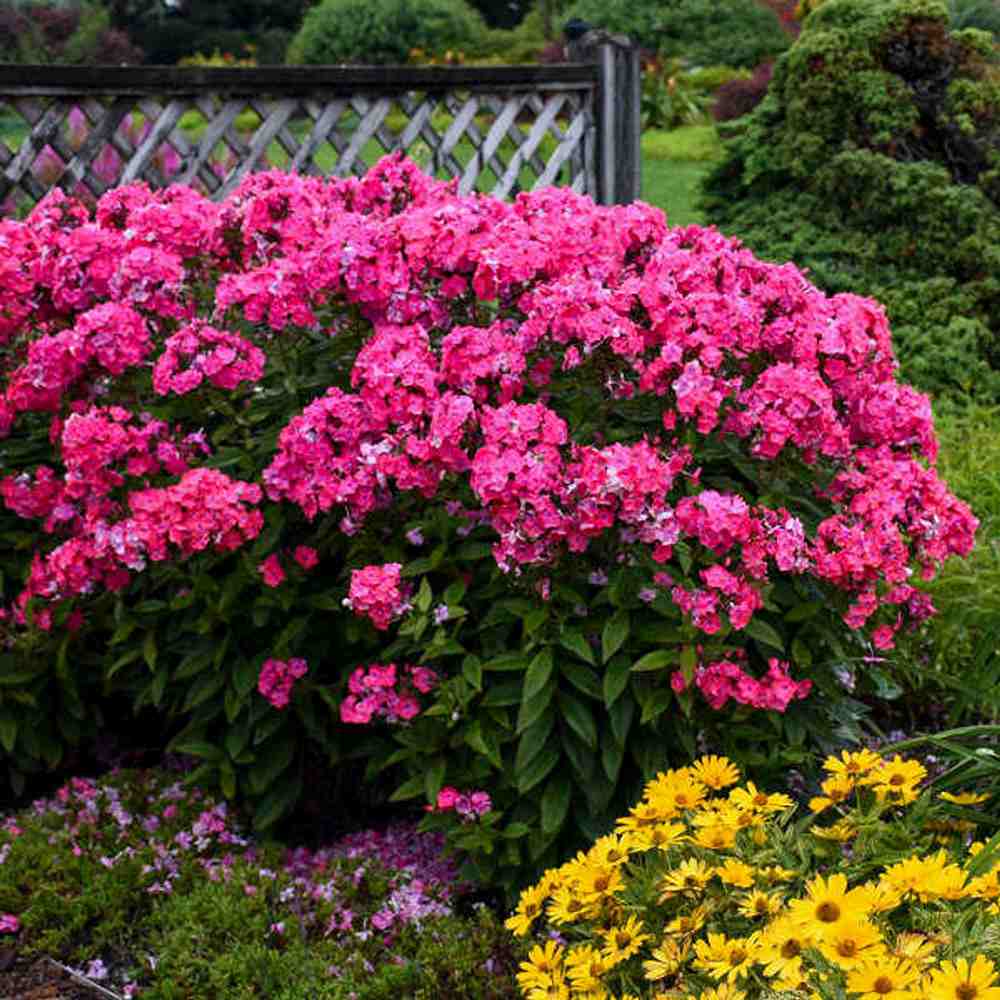 Brumarela Inalta Phlox paniculata Spitfire, brumarela rosie- corai parfumata, planta perena decorativa, crestere rapida