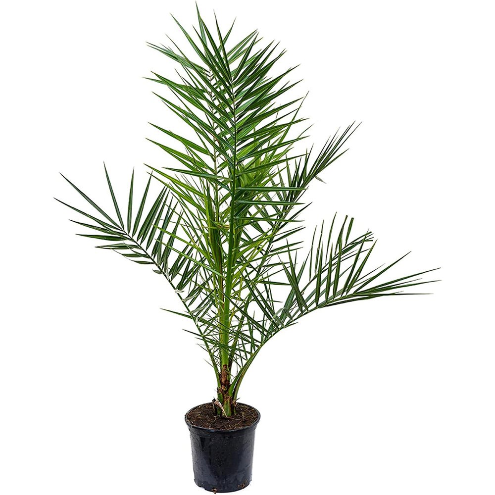 Палма канарски финик (Phoenix Canariensis), декоративна канарска палма със зелени извити листа, за тераса или саксия