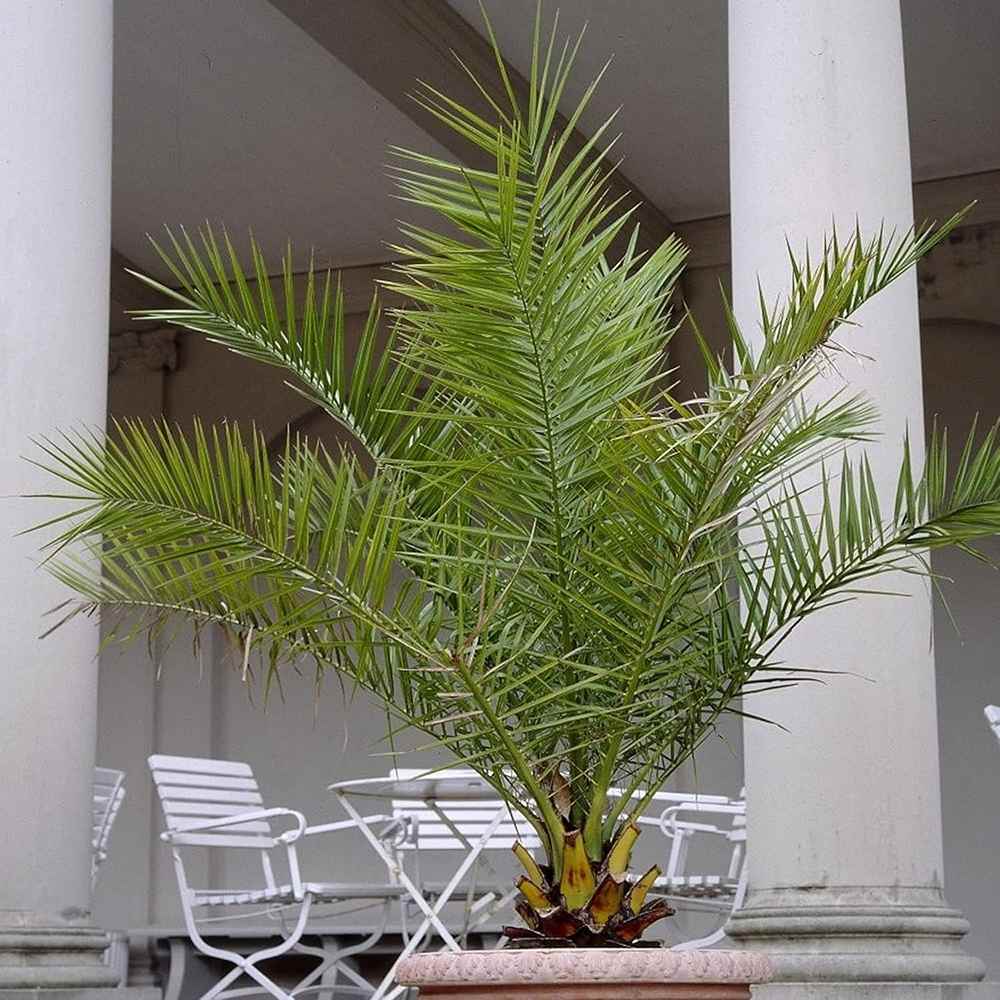 Палма канарски финик (Phoenix Canariensis), декоративна канарска палма със зелени извити листа, за тераса или саксия
