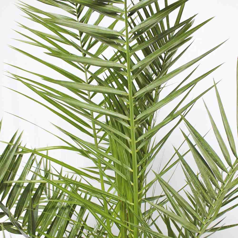 Палма канарски финик (Phoenix Canariensis), декоративна канарска палма със зелени извити листа, за тераса или саксия